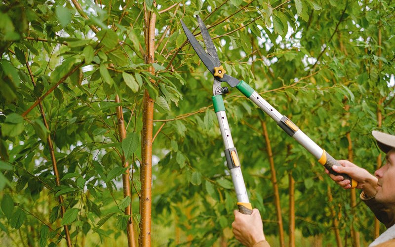 Tree trimming in De Valls Bluff, AR