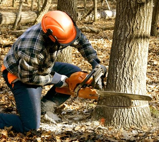 Tree Removal in De Valls Bluff, AR